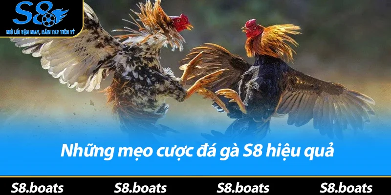 Những mẹo cược đá gà S8 hiệu quả